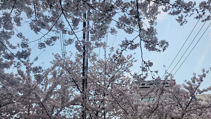 하늘 아래 벚꽃이 거리에 활짝 핀 사진